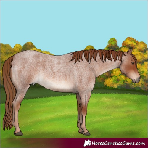 Horse Color:Red Roan