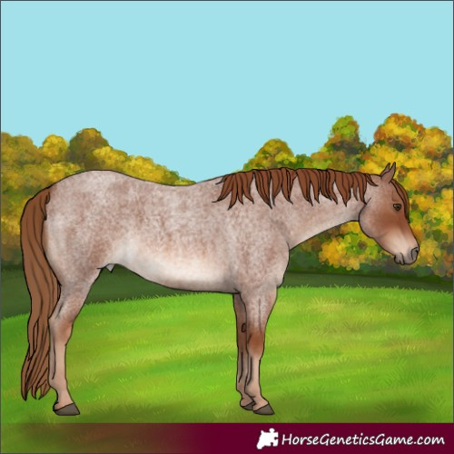 Horse Color:Red Roan