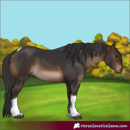 Horse Color:Brown Tobiano Rabicano