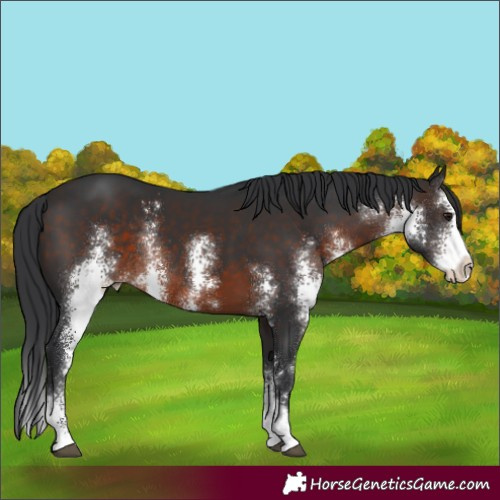 Horse Color:Brown Sabino Rabicano
