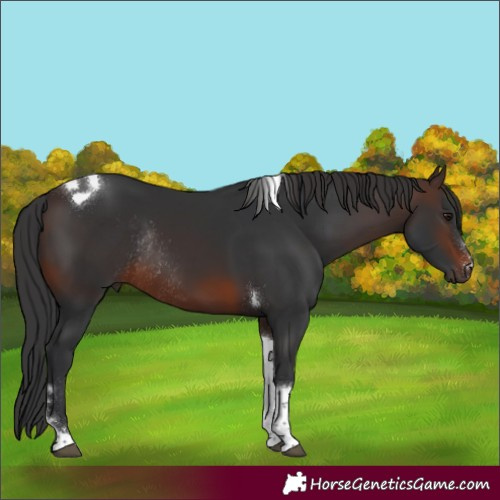 Horse Color:Brown Tobiano Rabicano