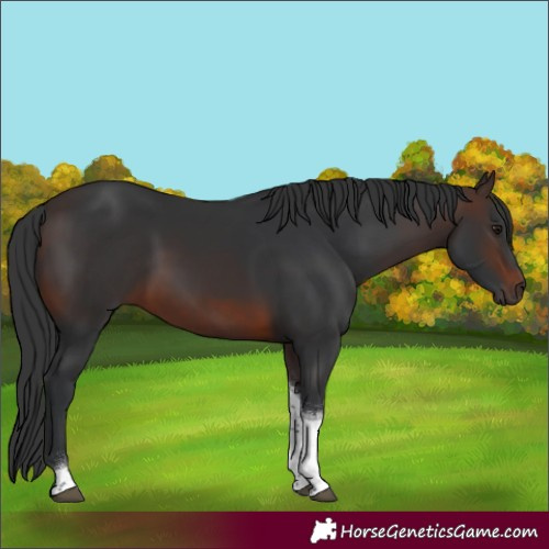 Horse Color:Brown Tobiano 
