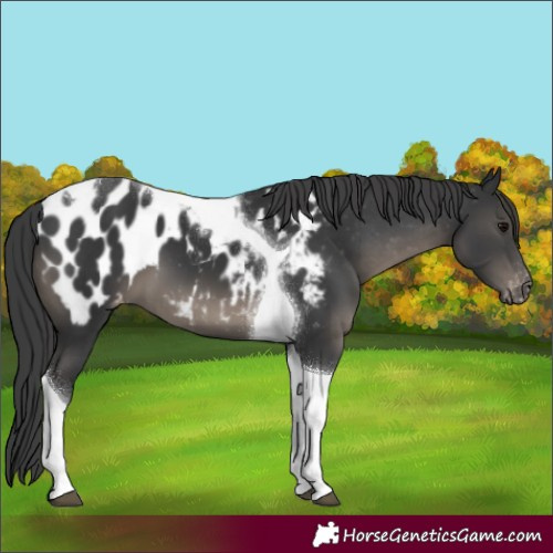 Horse Color:Black Tobiano Near Leopard 
