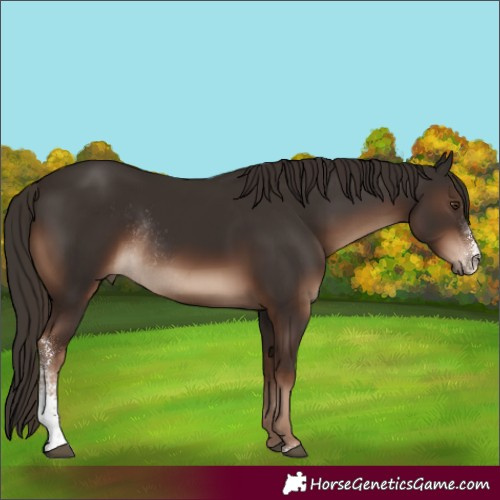 Horse Color:Liver Chestnut Sabino Rabicano