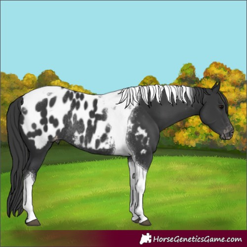 Horse Color:Black Tobiano Near Leopard Rabicano 