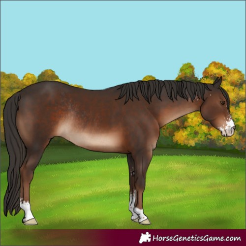 Horse Color:Liver Chestnut Sabino Rabicano 