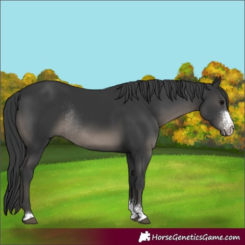 Horse Color:Black Sabino Rabicano