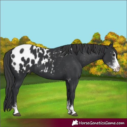 Horse Color:Black Sabino Blanket