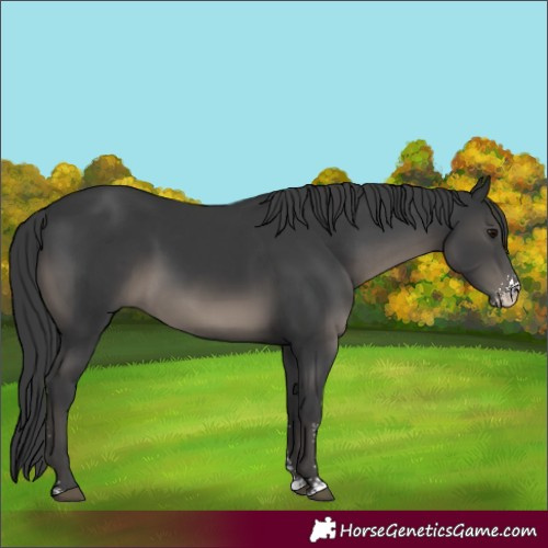 Horse Color:Black Sabino 