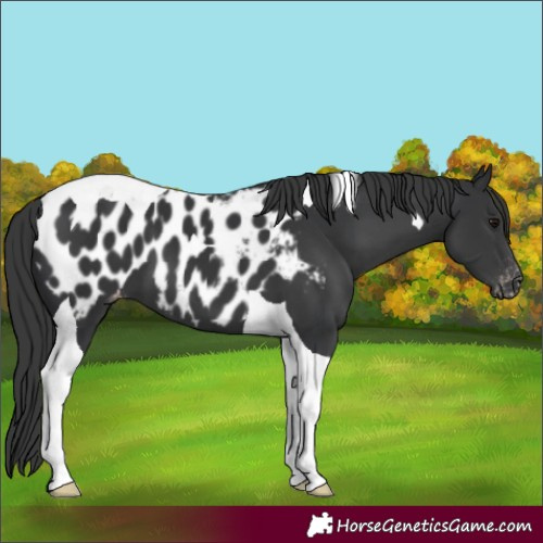 Horse Color:Black Tobiano Near Leopard 