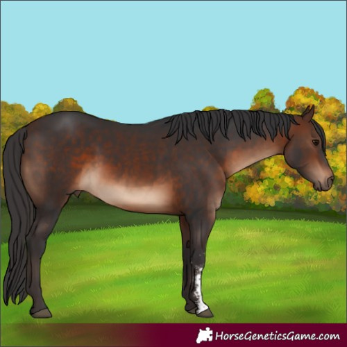 Horse Color:Brown Sabino Rabicano