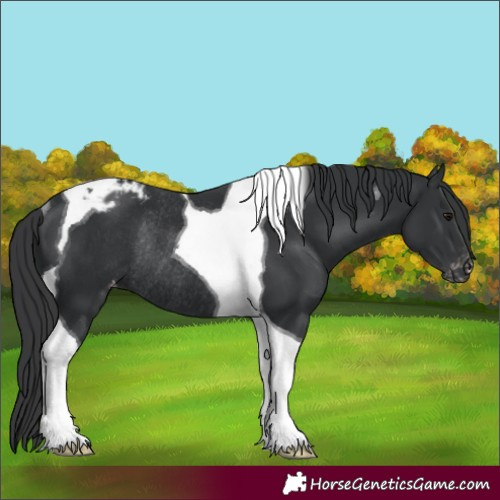 Horse Color:Black Tobiano Varnish Rabicano 