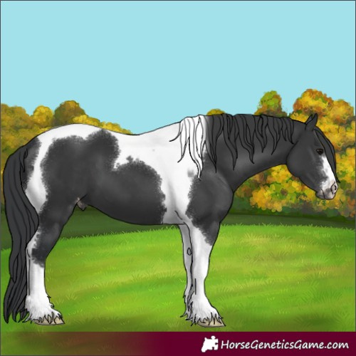 Horse Color:Black Tobiano Varnish