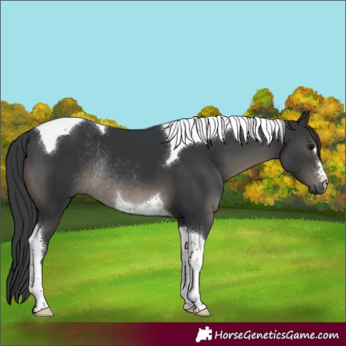 Horse Color:Black Tobiano Rabicano