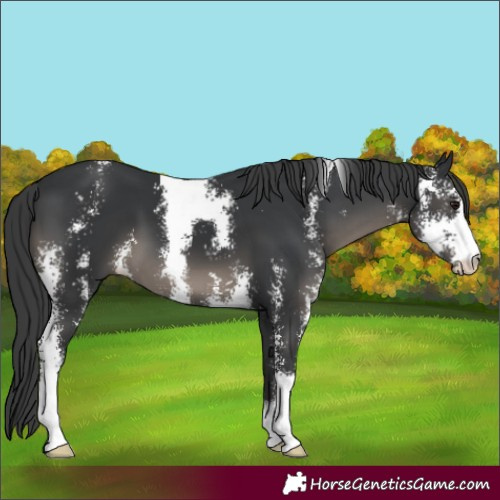 Horse Color:Black Sabino 