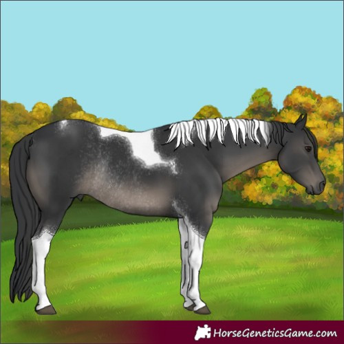 Horse Color:Black Tobiano Rabicano 
