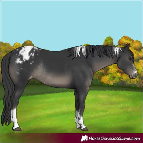 Horse Color:Black Tobiano Blanket Rabicano