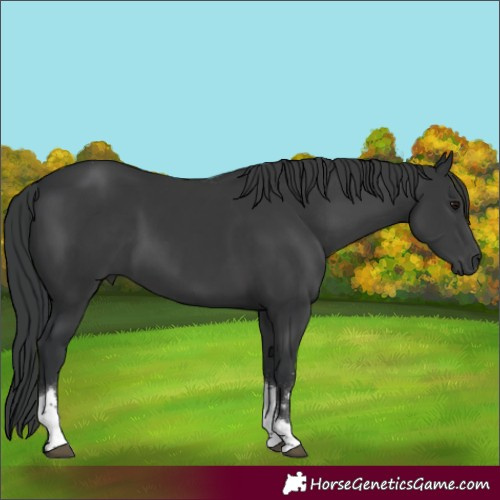 Horse Color:Black Tobiano 