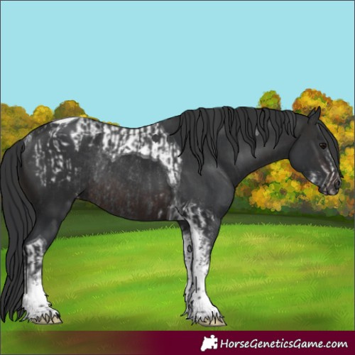Horse Color:Black Sabino Blanket Rabicano  and Brown Tobiano Rabicano 