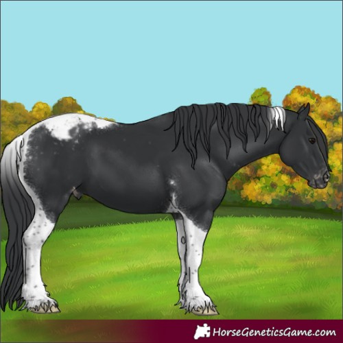 Horse Color:Black Tobiano Blanket