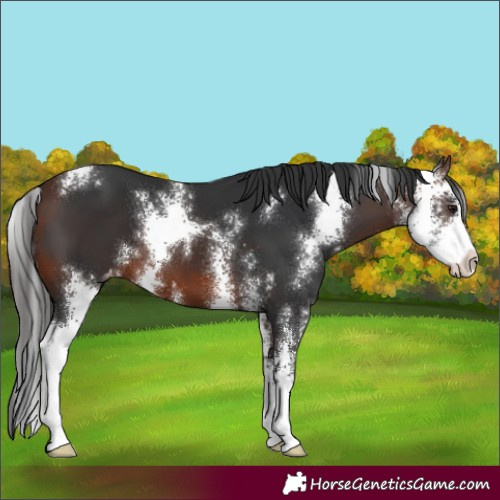 Horse Color:Brown Sabino Varnish