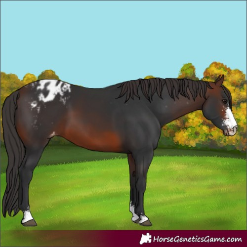 Horse Color:Brown Sabino Blanket