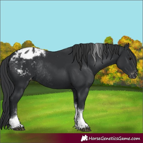 Horse Color:Black Tobiano Blanket Rabicano