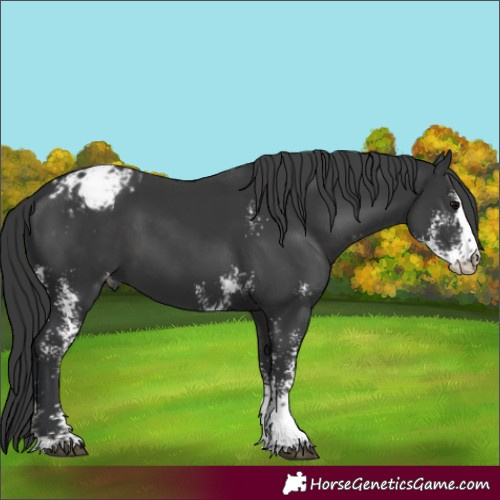 Horse Color:Black Sabino Blanket