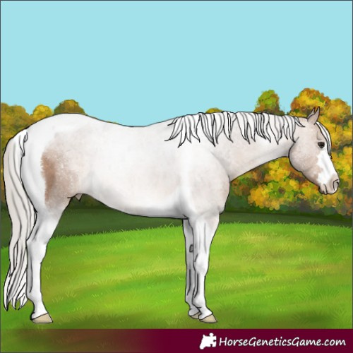 Horse Color:Silver Brown Dun Tobiano