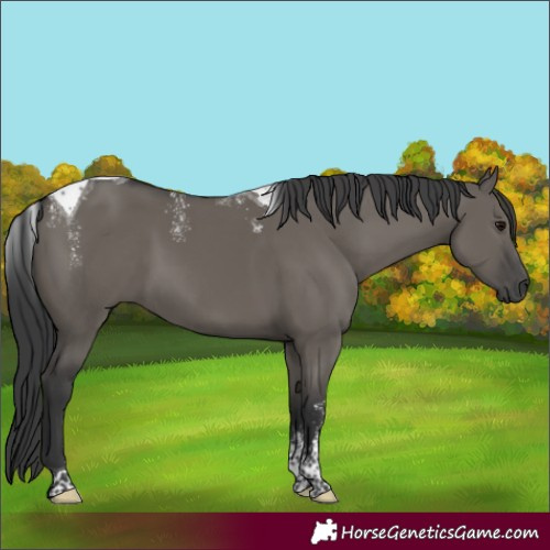 Horse Color:Powder White Grullo Tobiano Rabicano