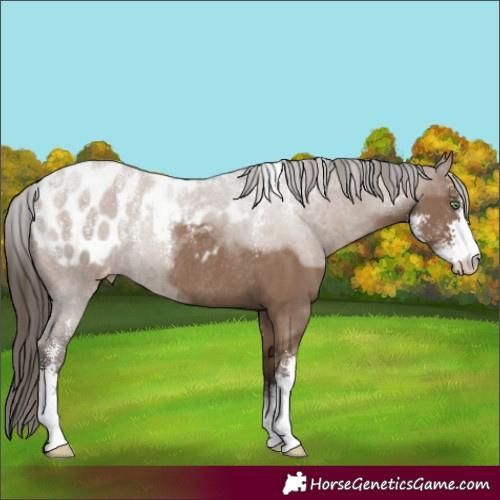 Horse Color:Powder White Liver Red Dun Sabino Blanket Rabicano 