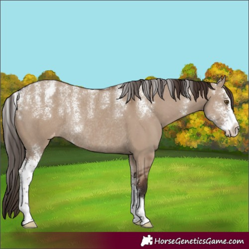 Horse Color:Powder White Liver Red Dun Sabino Varnish Rabicano 