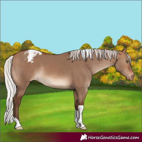 Horse Color:Silver Brown Dun Tobiano Varnish 