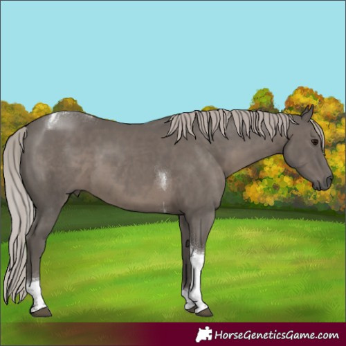 Horse Color:Silver Black Tobiano
