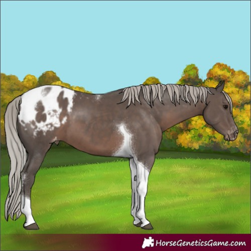Horse Color:Silver Black Tobiano Blanket 