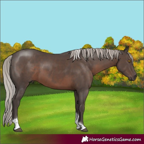 Horse Color:Silver Black Tobiano Rabicano 