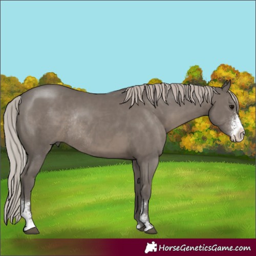 Horse Color:Silver Black Sabino Rabicano