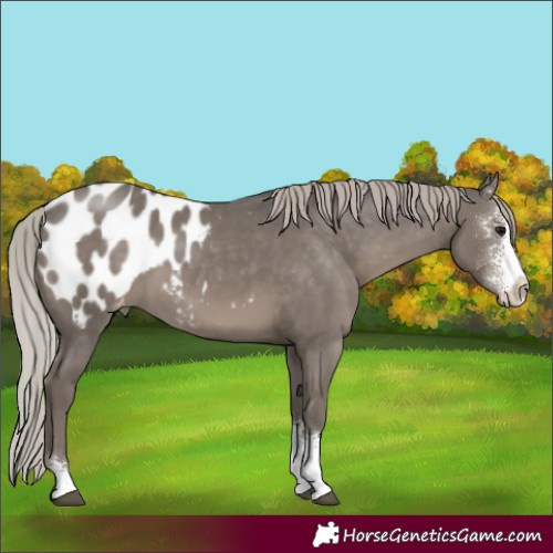Horse Color:Silver Black Sabino Blanket 