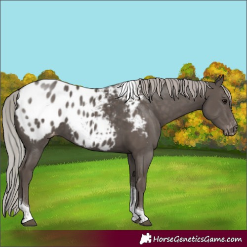 Horse Color:Silver Black Tobiano Blanket Rabicano