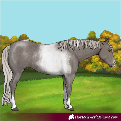 Horse Color:Silver Black Sabino Tobiano Rabicano