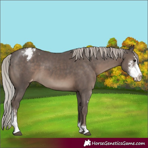 Horse Color:Silver Black Sabino Varnish