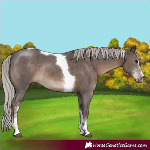 Horse Color:Silver Black Sabino Tobiano Rabicano