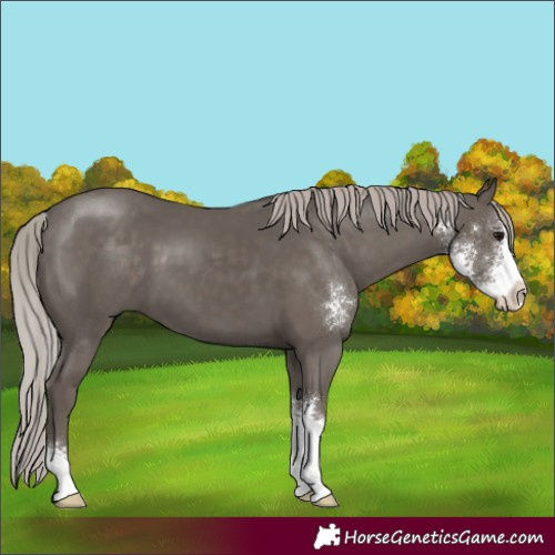Horse Color:Silver Black Sabino