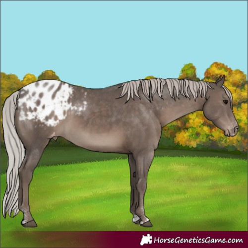 Horse Color:Silver Black Sabino Blanket