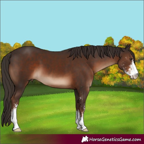 Horse Color:Liver Chestnut Sabino 