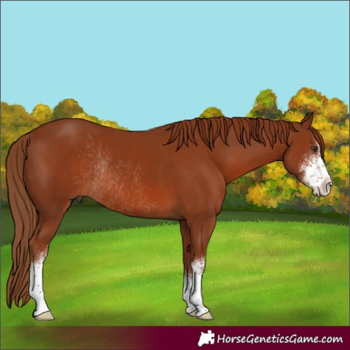 Horse Color:Chestnut Sabino Rabicano
