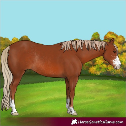 Horse Color:Chestnut Sabino Rabicano 