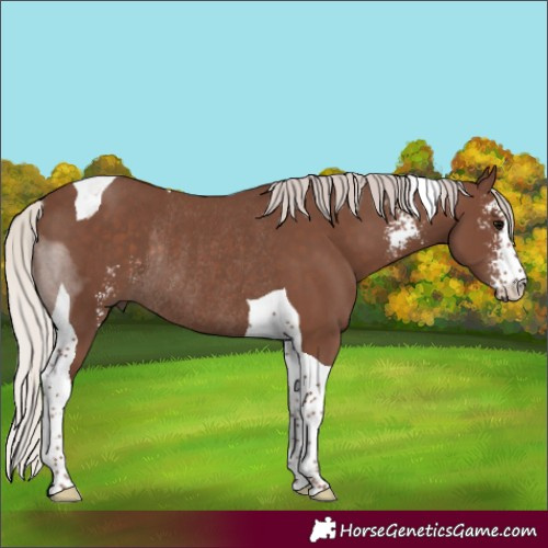 Horse Color:Silver Black Sabino Tobiano Rabicano