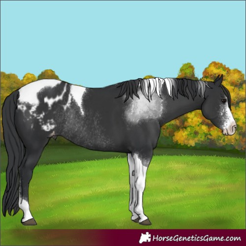 Horse Color:Black Sabino Tobiano Blanket Rabicano