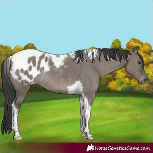 Horse Color:Grullo Tobiano Blanket Rabicano Brindle